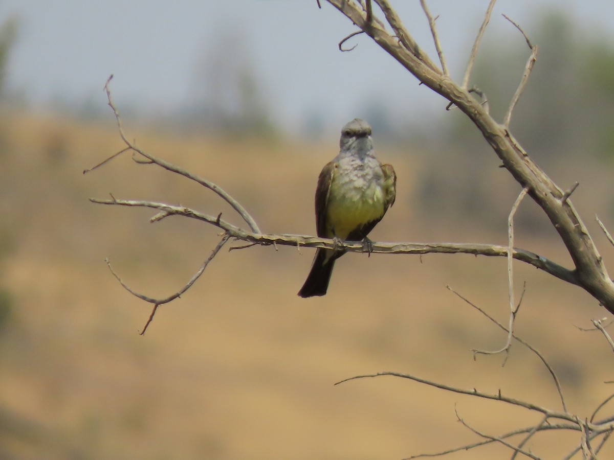 Western Kingbird - ML354745161