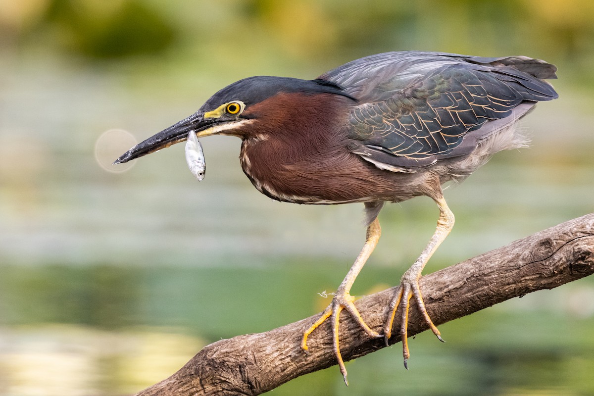 Green Heron - ML354747731