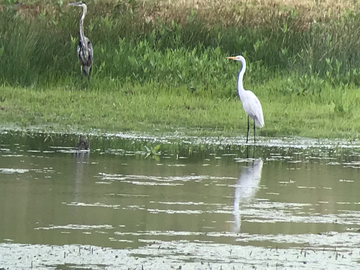 Great Egret - ML354750481