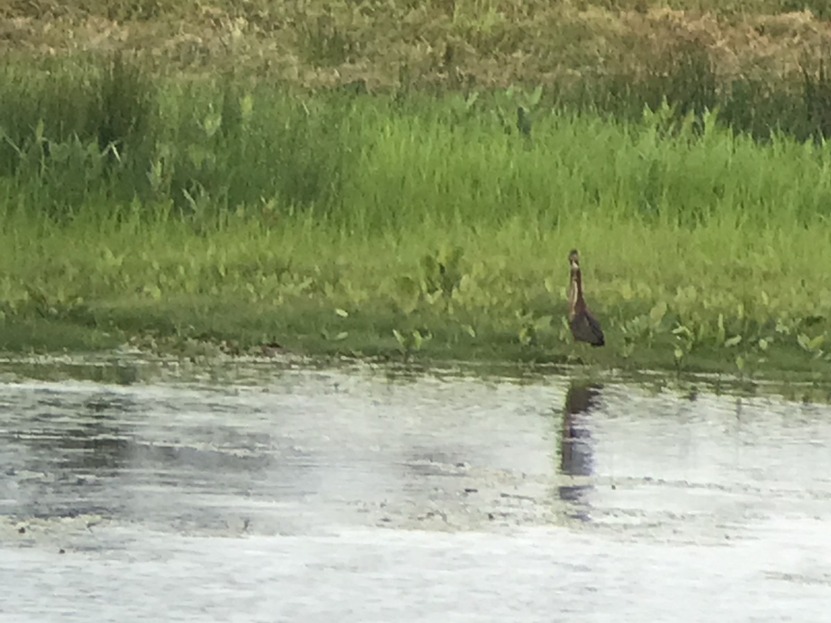 Green Heron - ML354750521