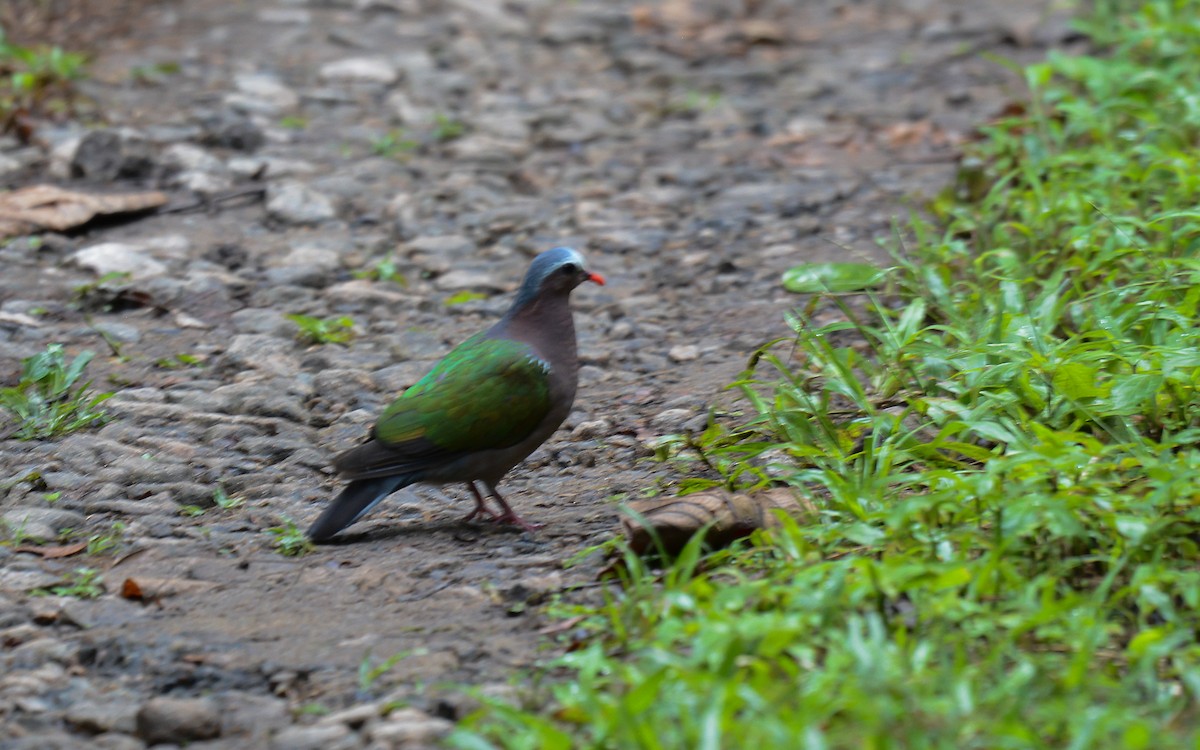 holub zelenokřídlý - ML354752881