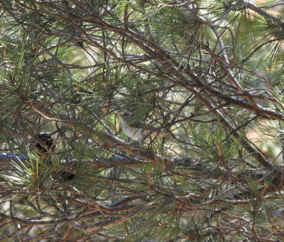 Western Bonelli's Warbler - ML354753301