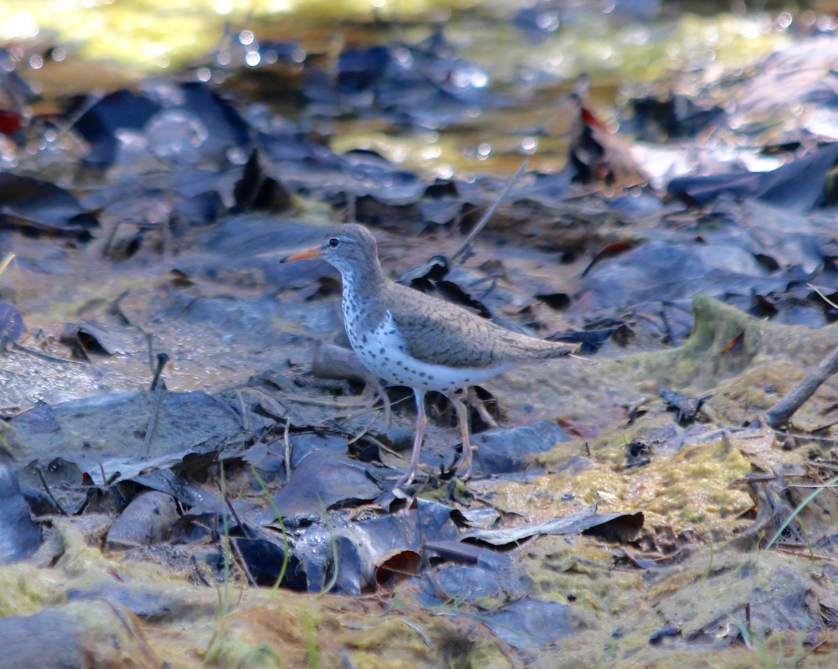Spotted Sandpiper - George Lynch