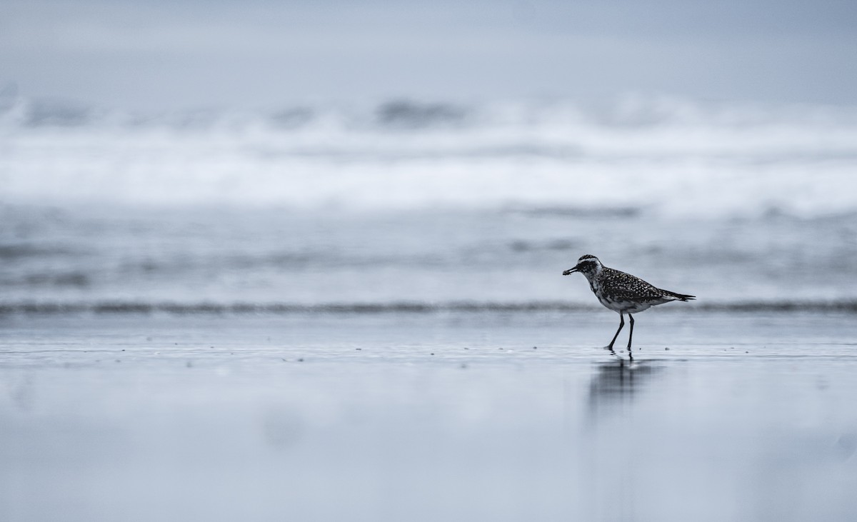 Pacific Golden-Plover - ML354754851