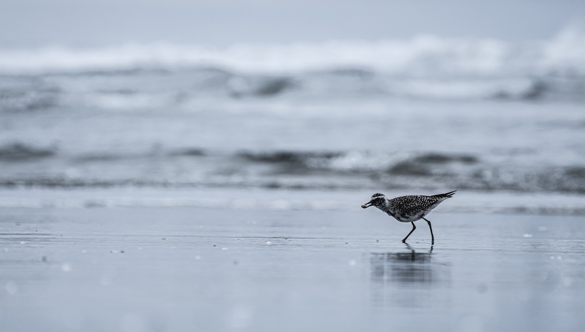 Pacific Golden-Plover - ML354754891