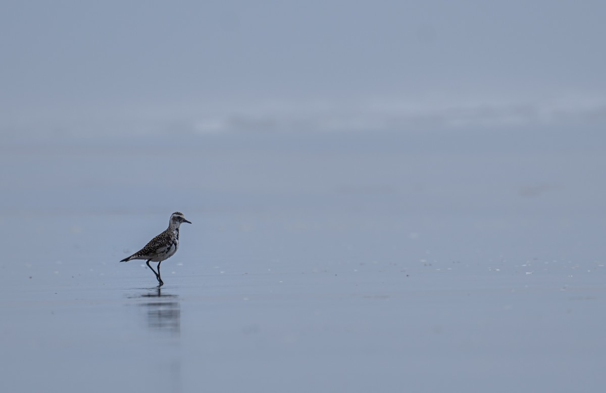 Pacific Golden-Plover - ML354754911