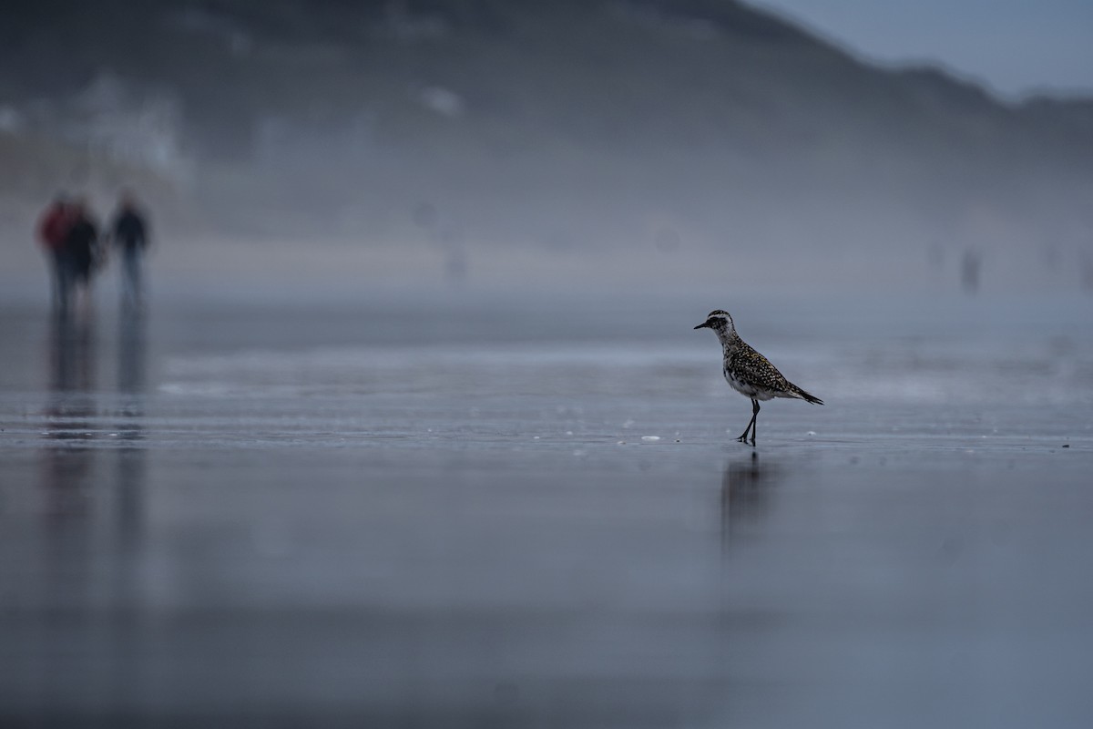 Pacific Golden-Plover - ML354754991