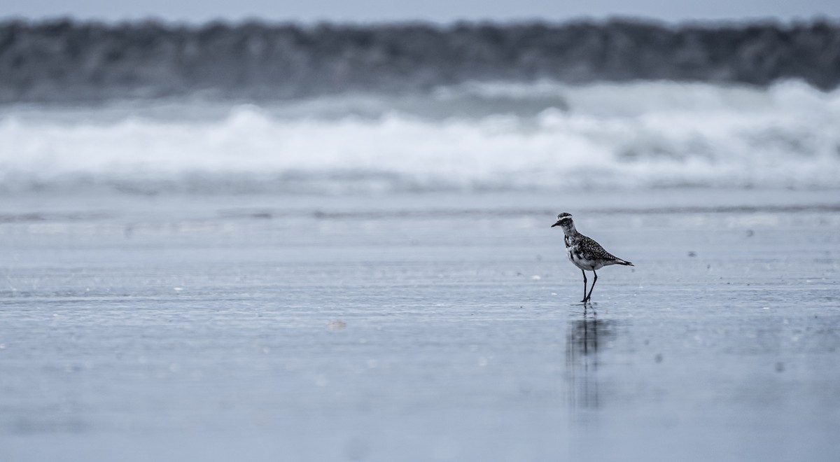 Pacific Golden-Plover - ML354755051