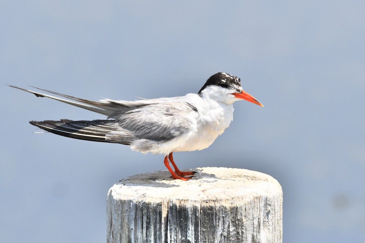 Common Tern - Rotem Avisar