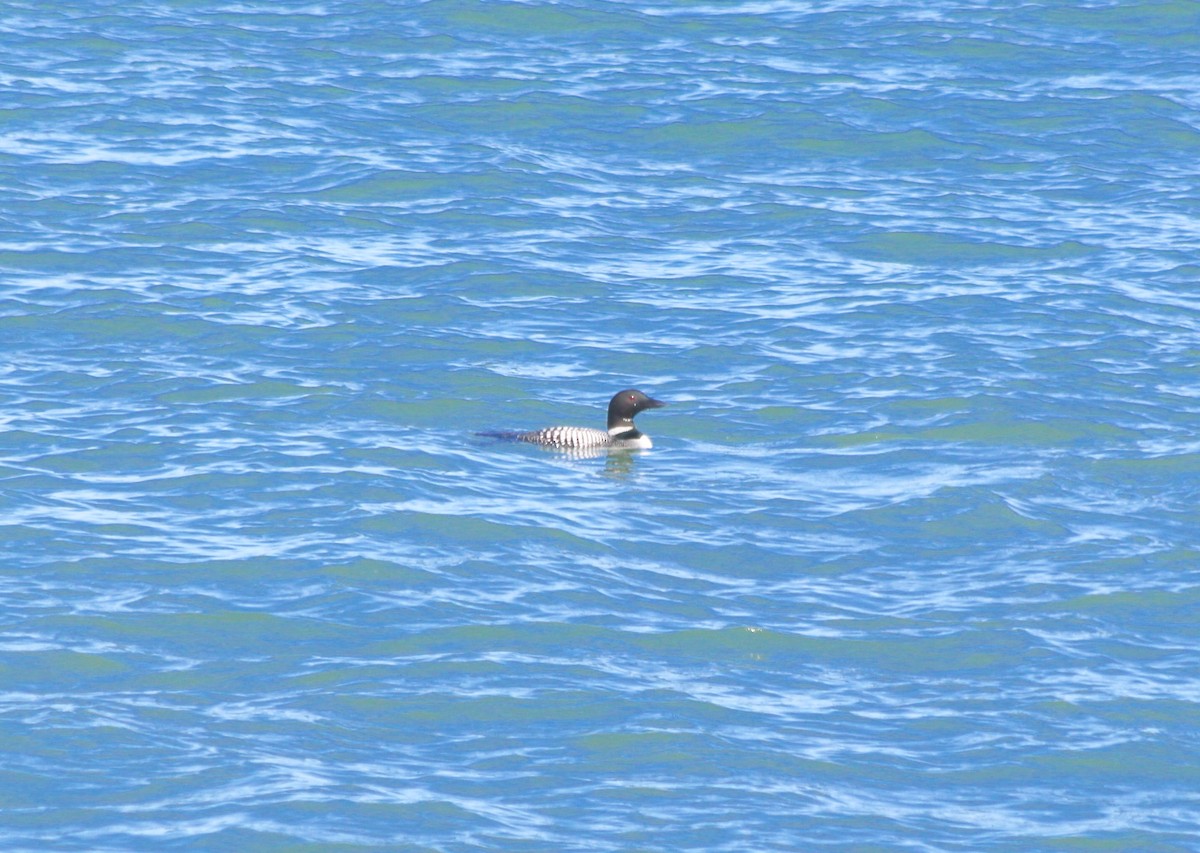 Common Loon - ML354755211