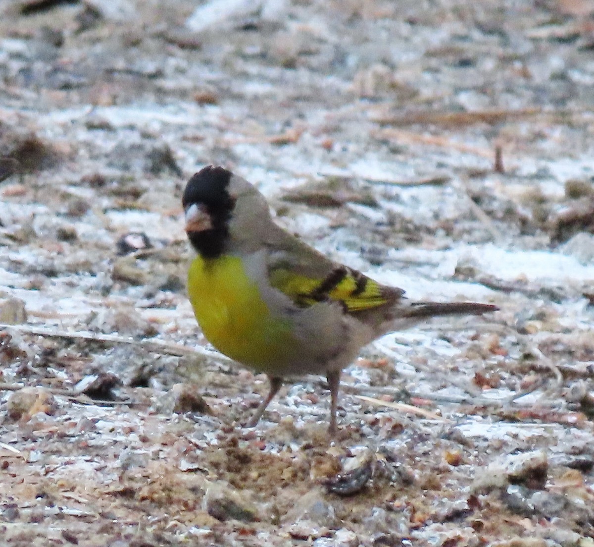 Lawrence's Goldfinch - ML354755431