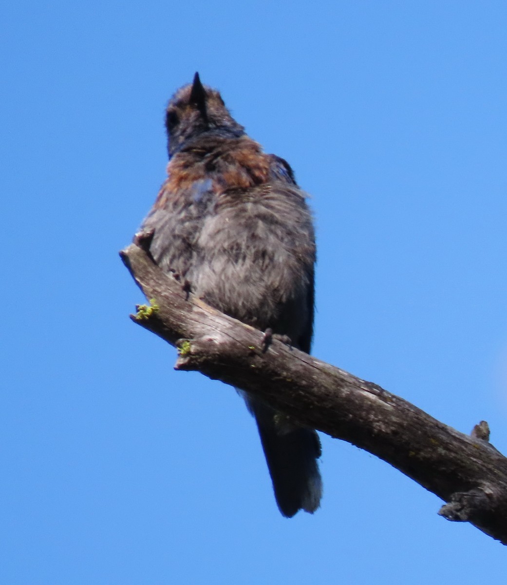 Western Bluebird - ML354755471