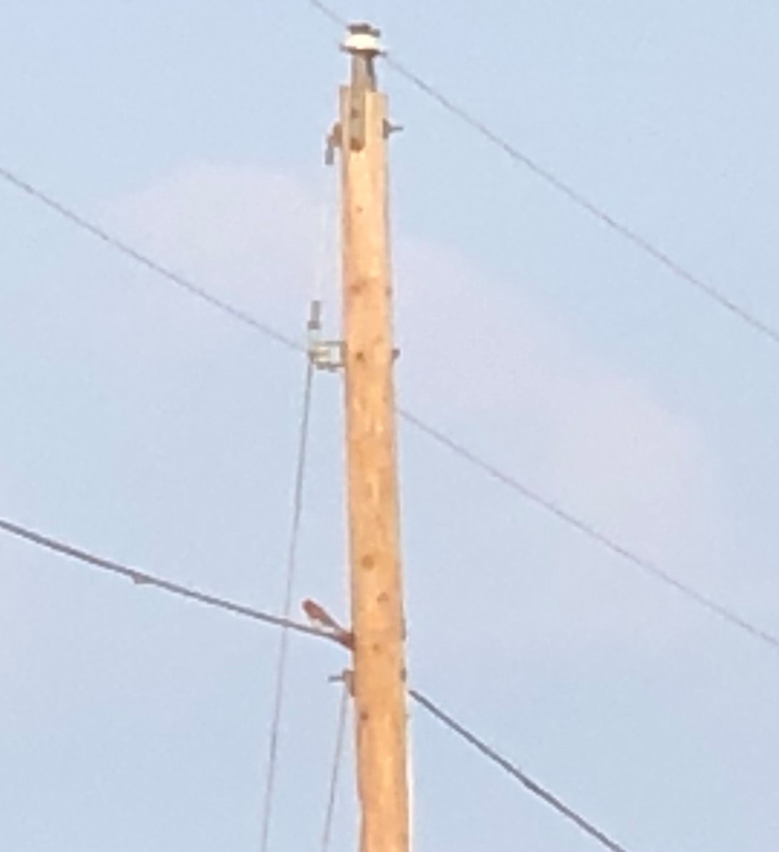 American Kestrel - ML354755851