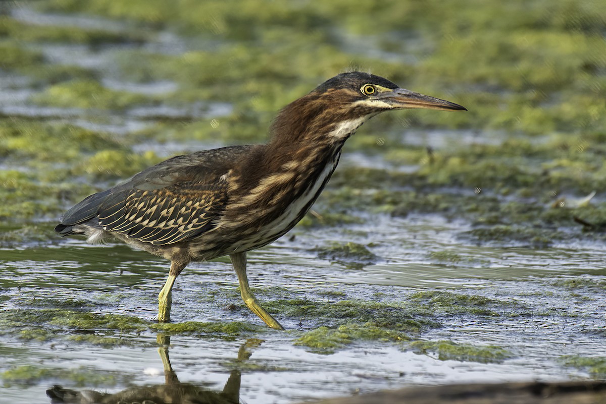 Green Heron - ML354755881