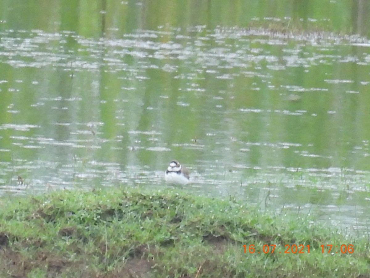 Little Ringed Plover - ML354756561