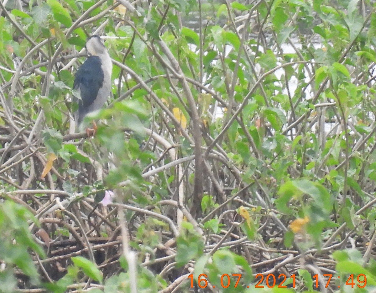 Black-crowned Night Heron - ML354756911