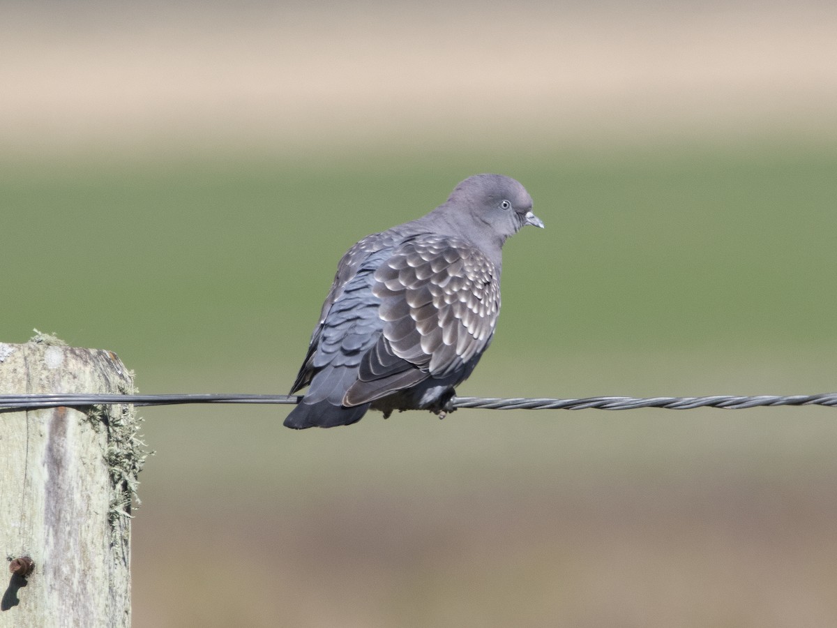 Spot-winged Pigeon (maculosa) - ML354757961