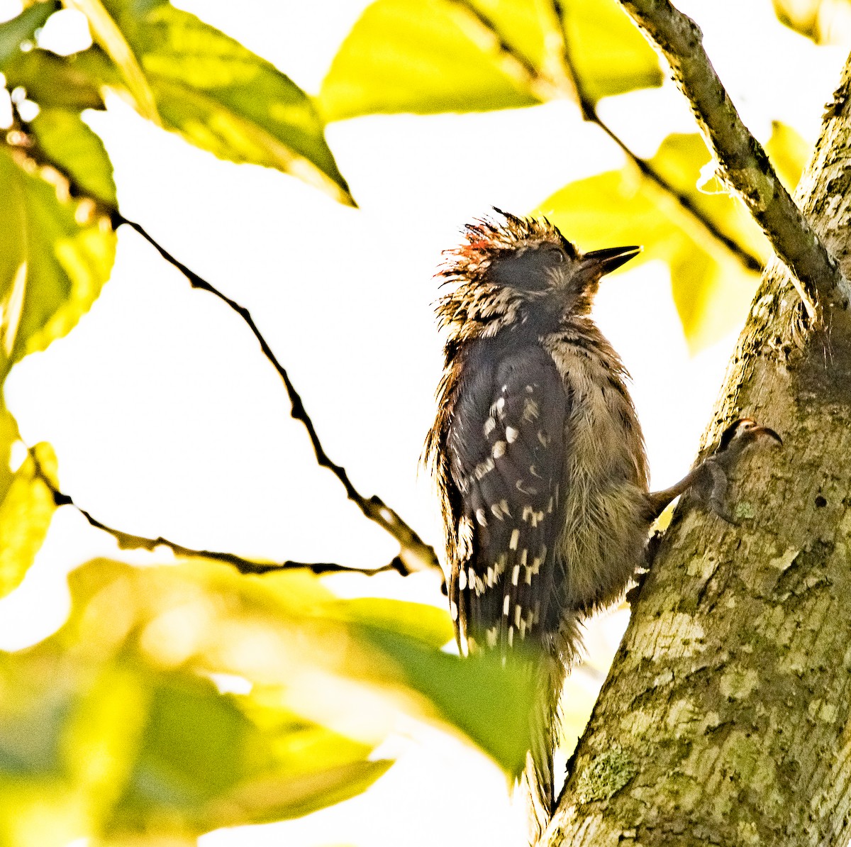 Downy Woodpecker - ML354757971