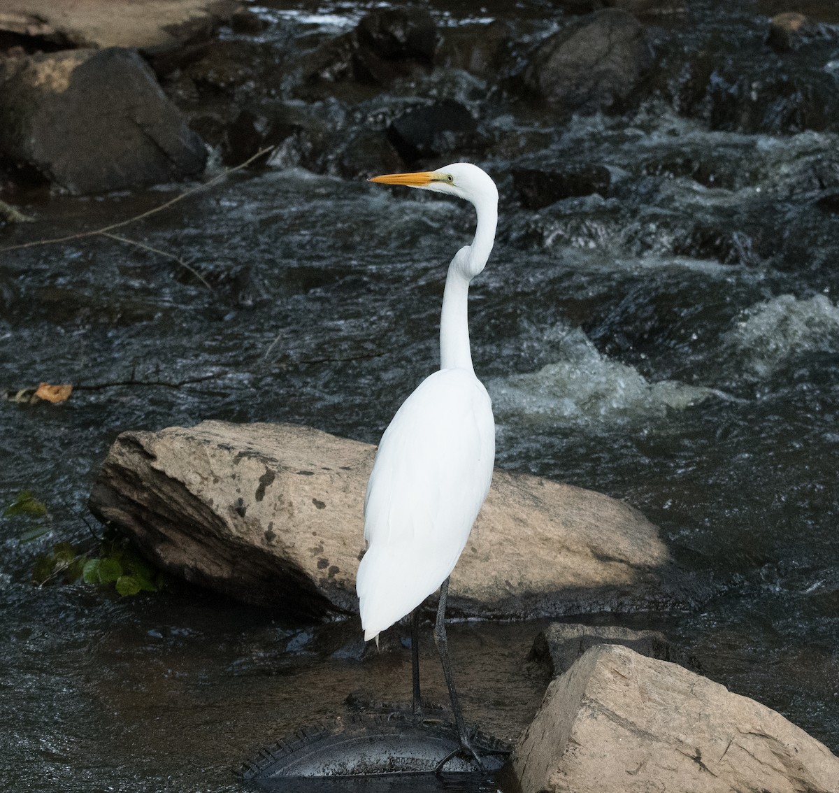 Grande Aigrette - ML354757991