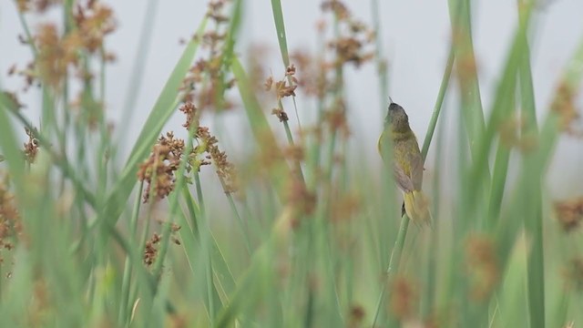 Black-polled Yellowthroat - ML354759421