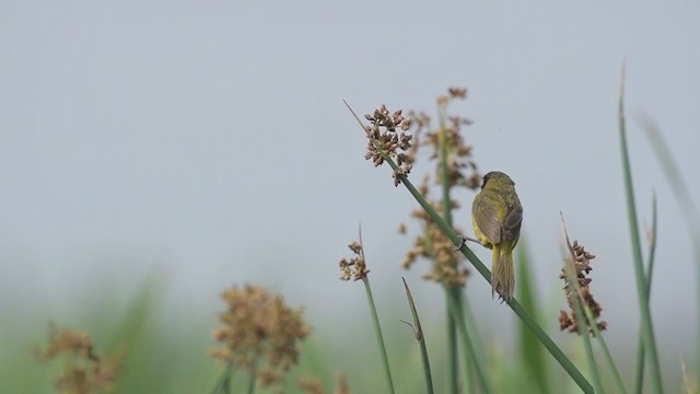 Black-polled Yellowthroat - ML354759581