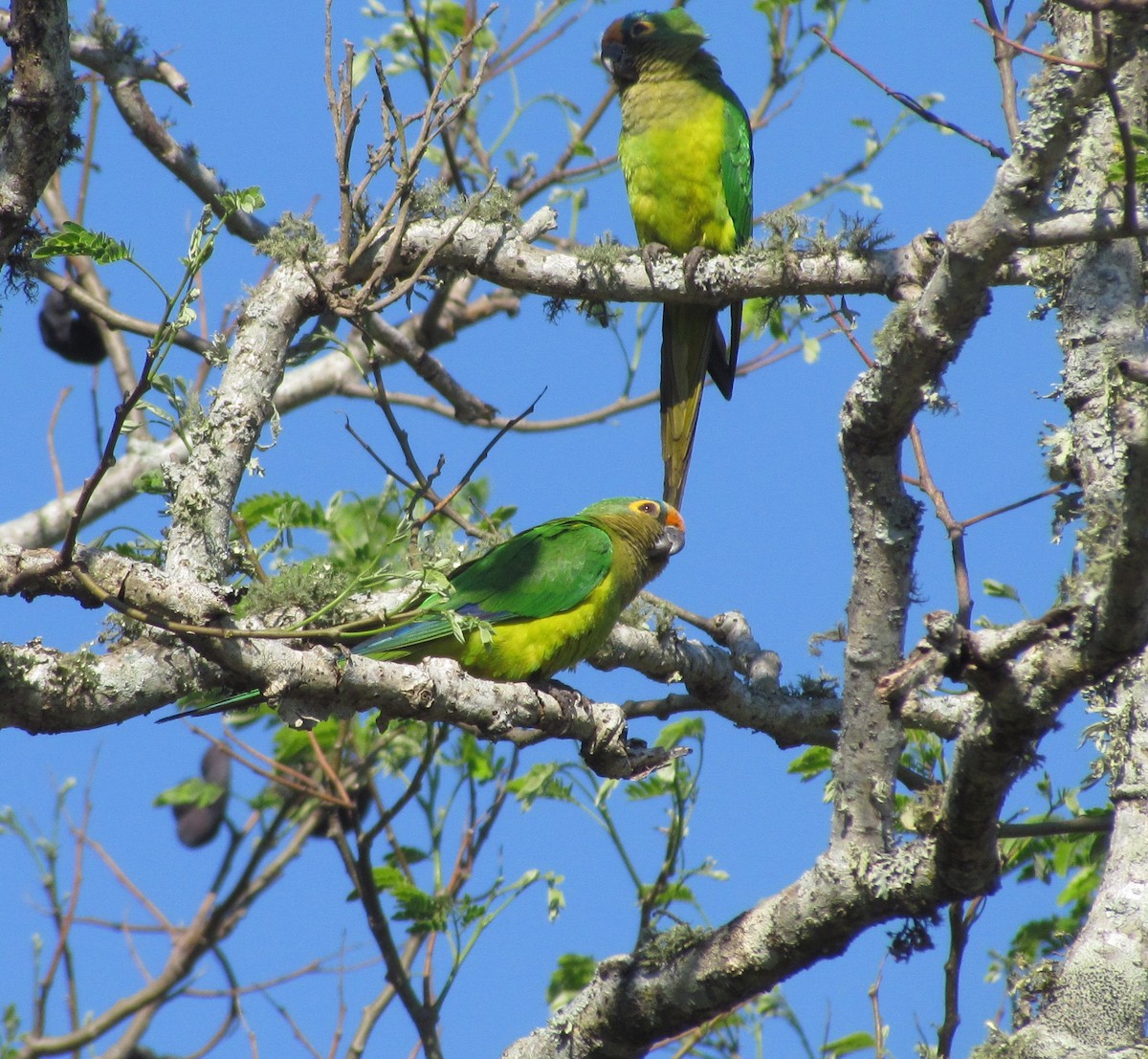 Peach-fronted Parakeet - ML354761491