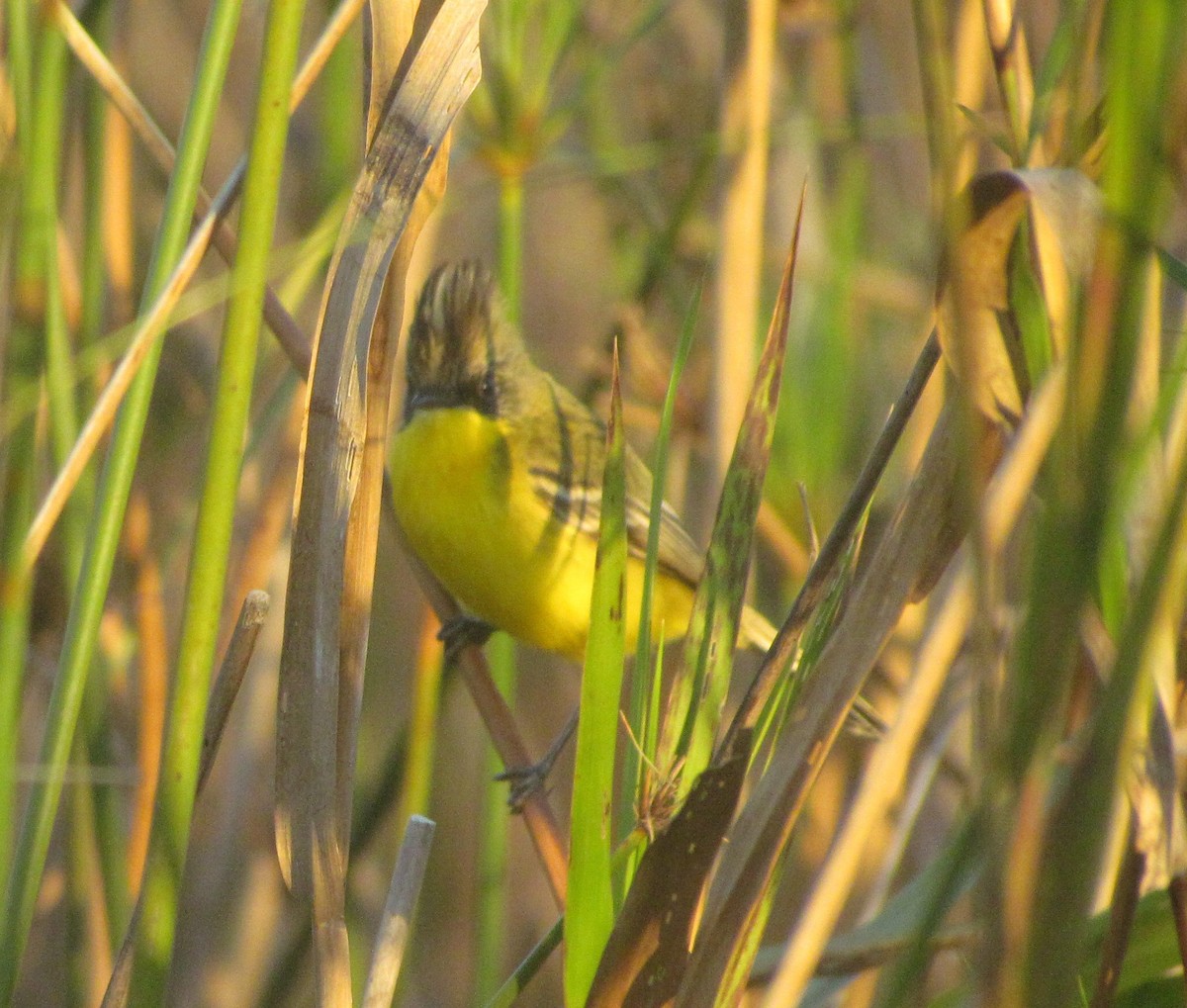 Crested Doradito - ML354761611