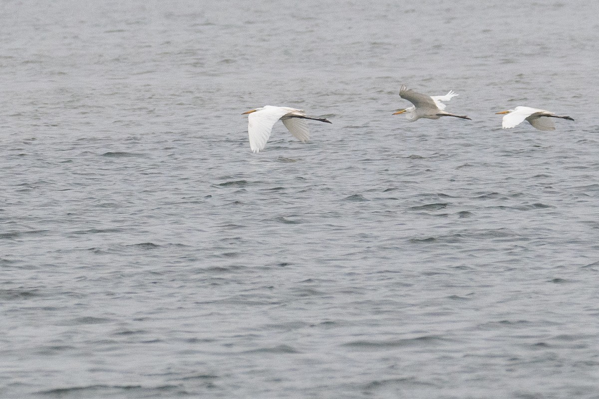 Great Egret - ML354761881