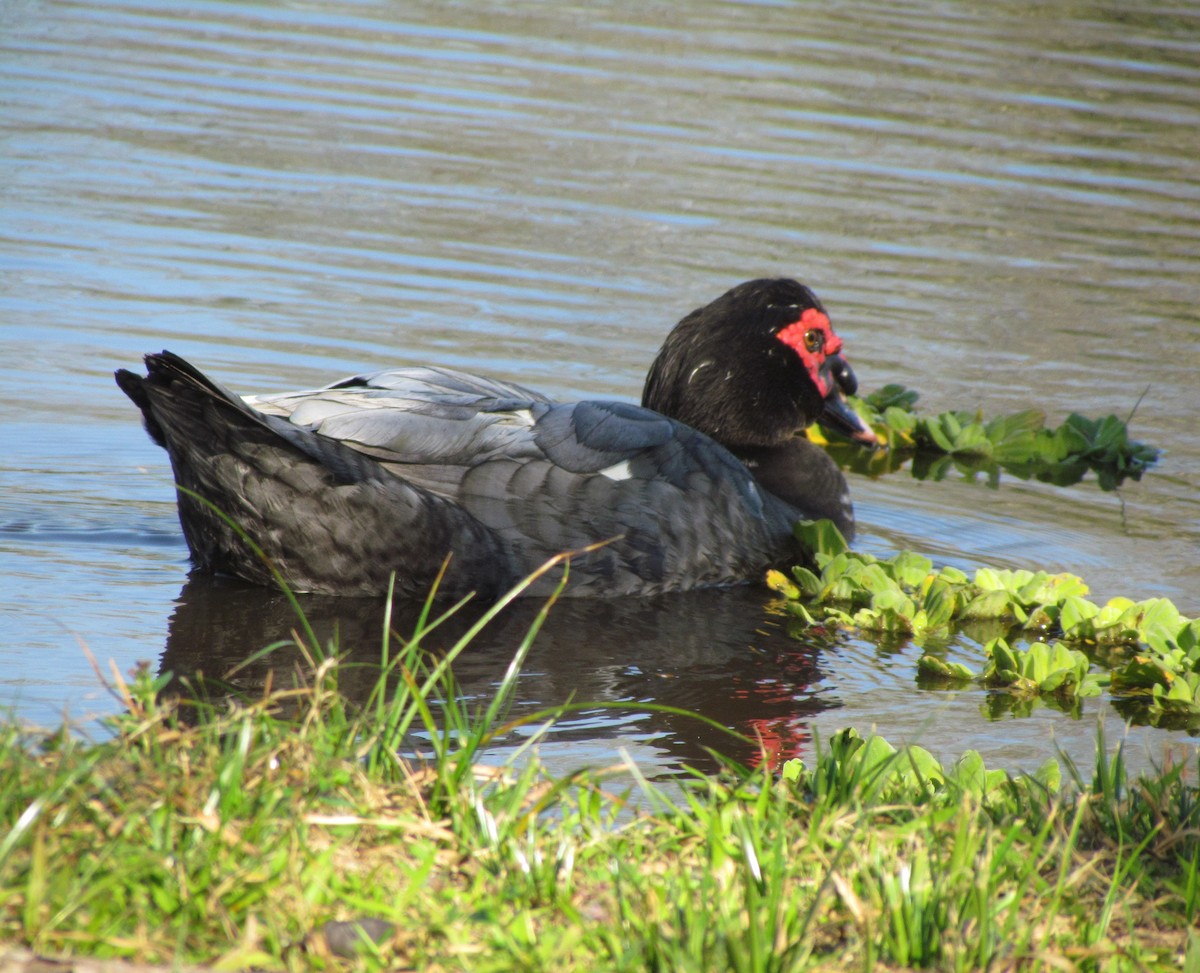 Muscovy Duck - cynthia arenas