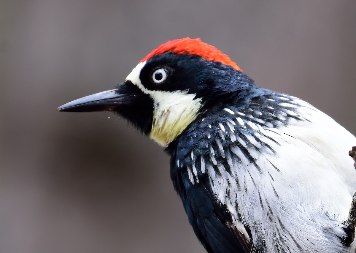 Acorn Woodpecker - ML354764741