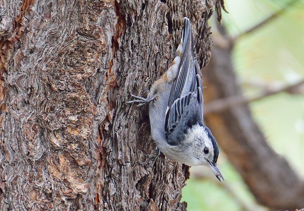 White-breasted Nuthatch - Ad Konings