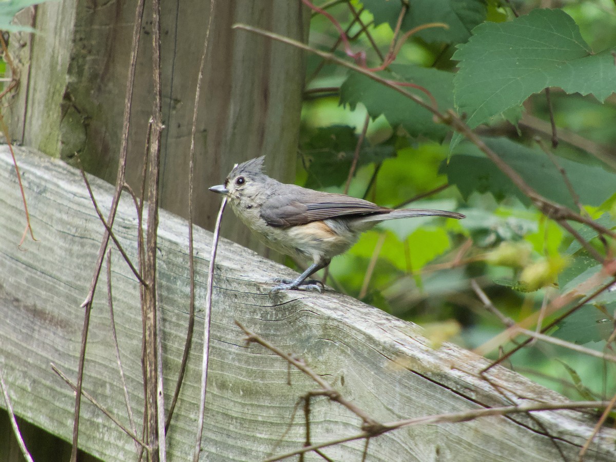 Tufted Titmouse - Douglass Gaking