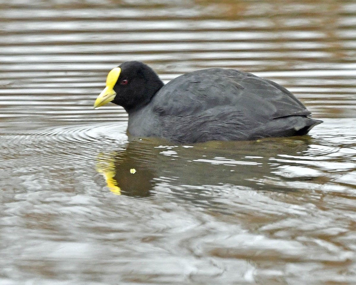 Foulque leucoptère - ML354765681