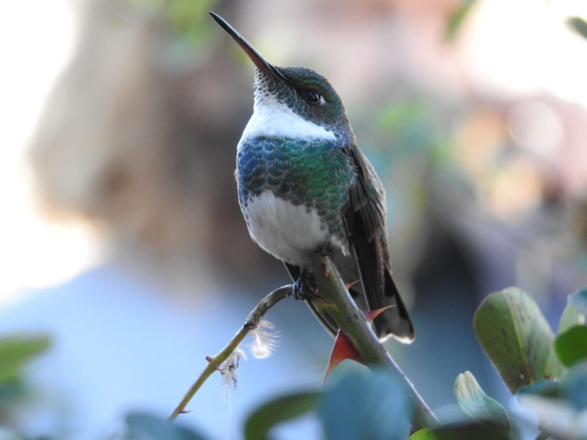 White-throated Hummingbird - Estela  Garrido