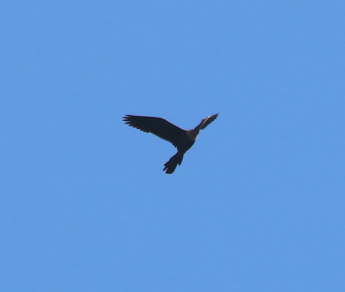 Anhinga - ML354768331