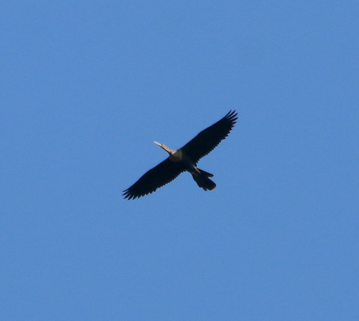 Anhinga - ML354768351