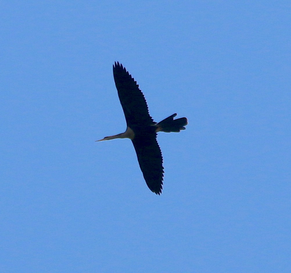 Anhinga - ML354768391