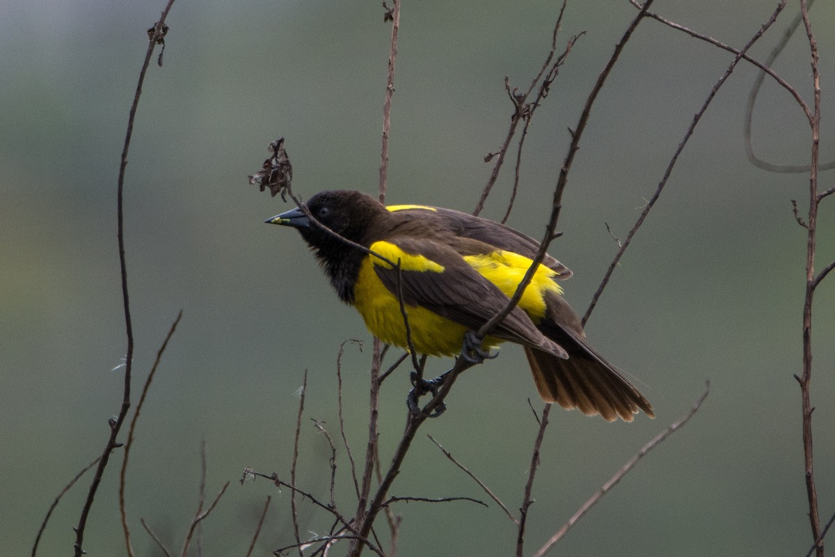 Yellow-rumped Marshbird - ML354768581