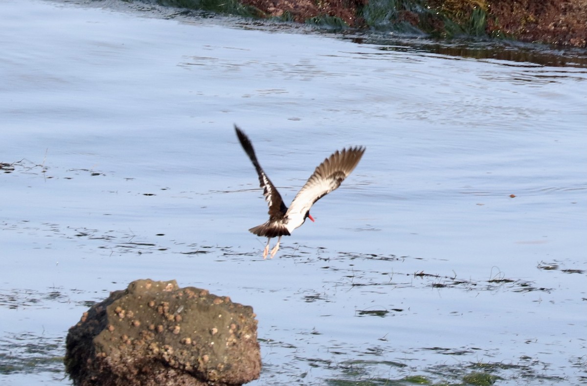 American x Black Oystercatcher (hybrid) - John Bruin