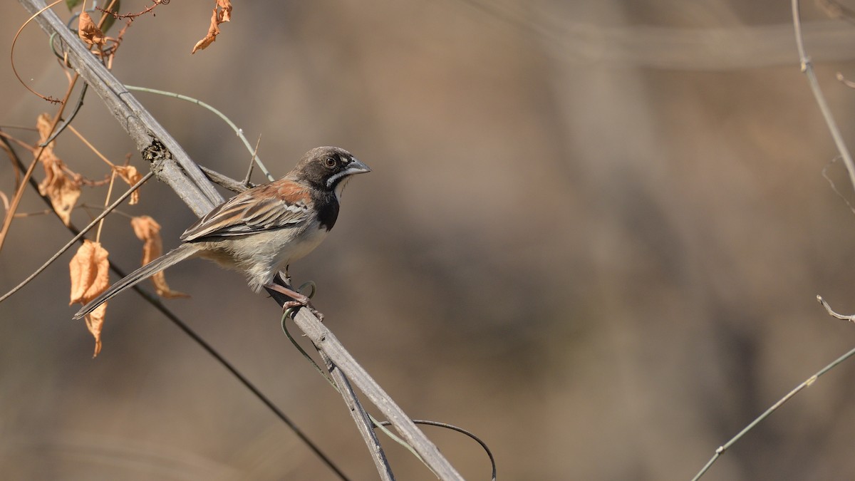 Black-chested Sparrow - Miguel Aguilar @birdnomad