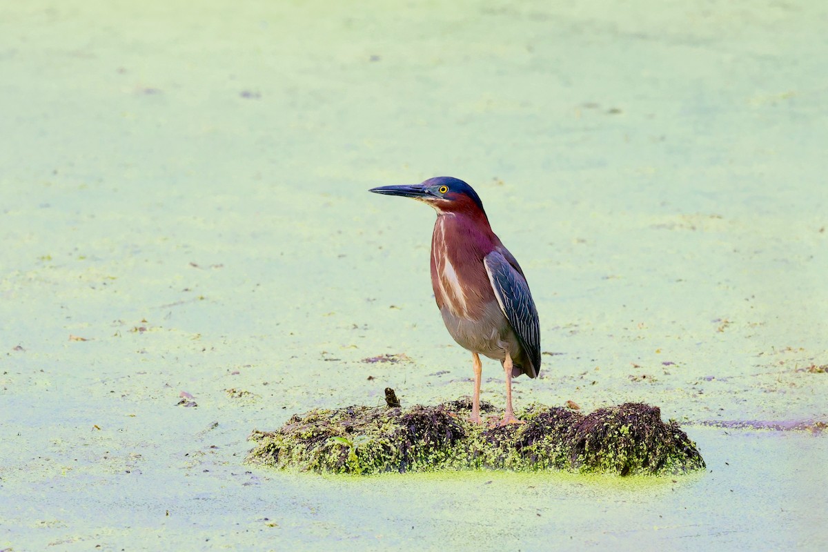 Green Heron - ML354775021