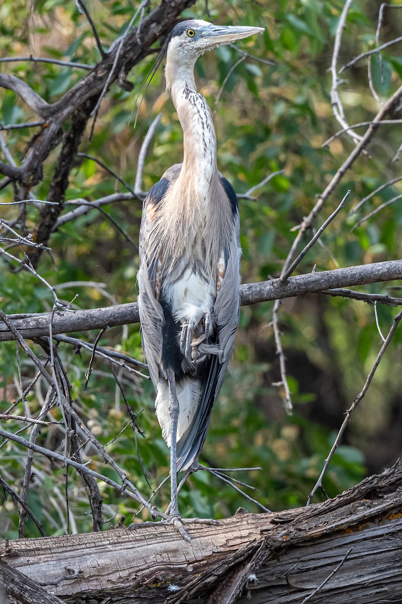 Great Blue Heron - ML354775051