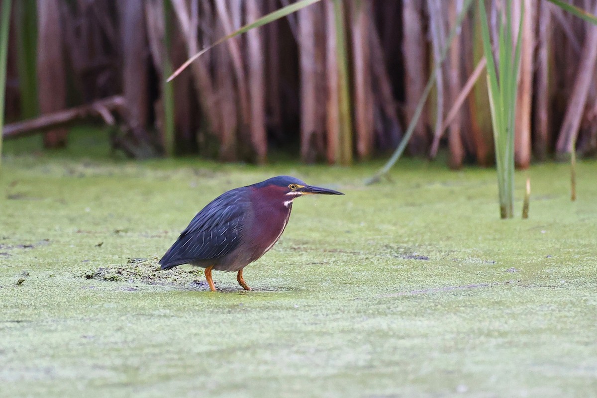 Green Heron - ML354775091