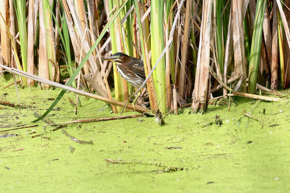 Green Heron - ML354775131