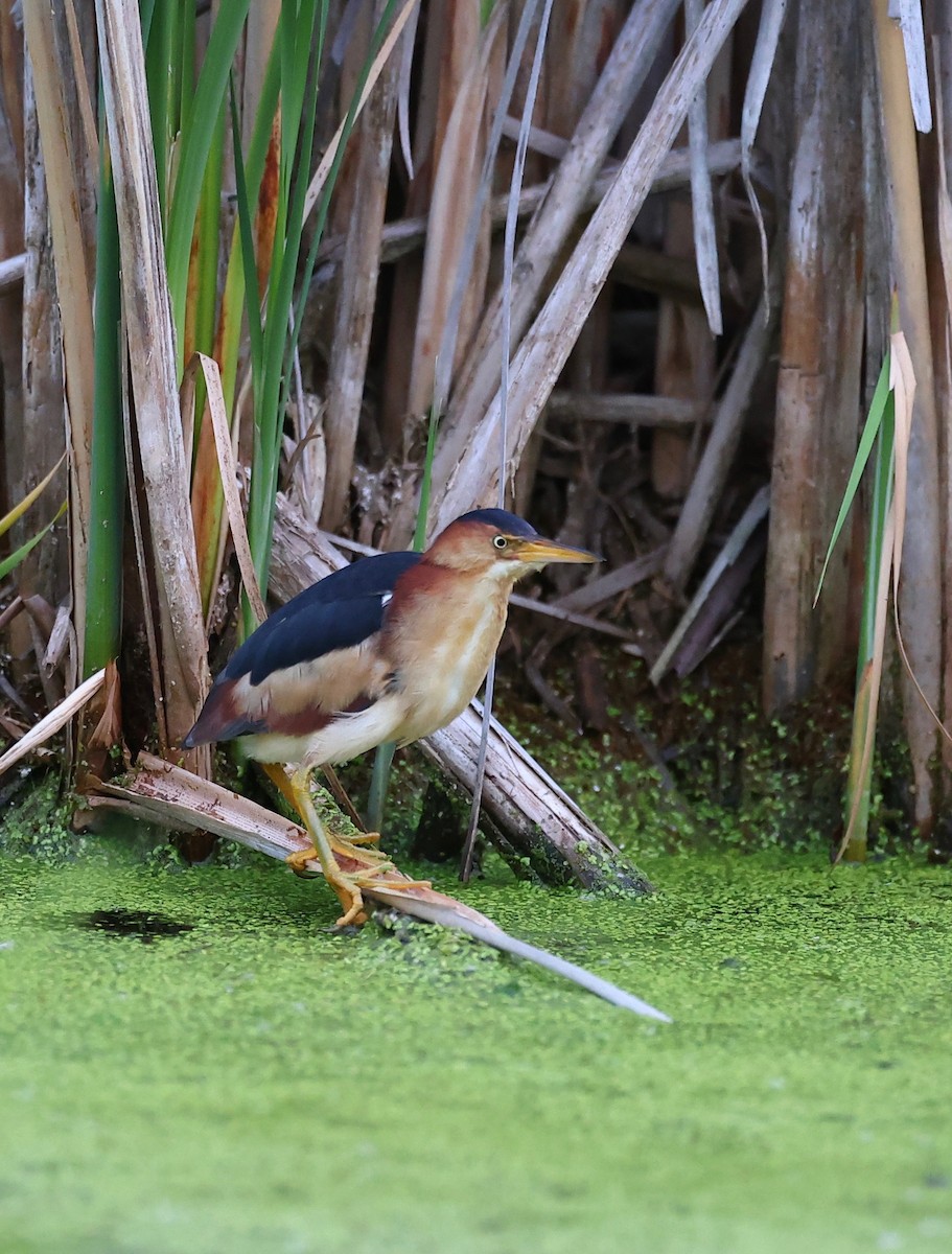 Least Bittern - ML354775221