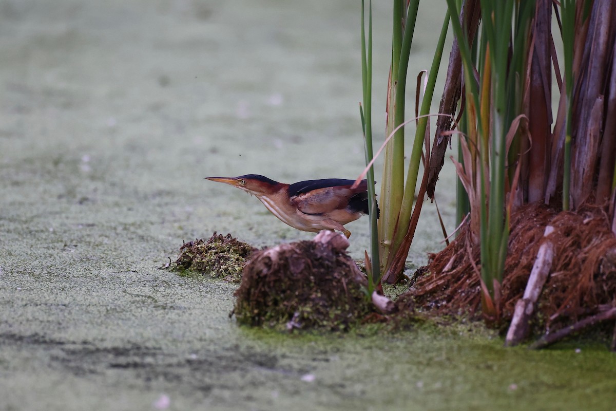 Least Bittern - ML354775251