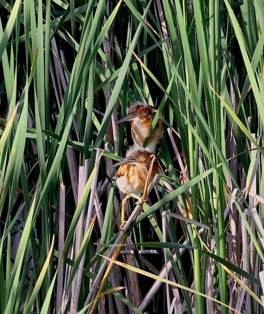 Least Bittern - ML354775271