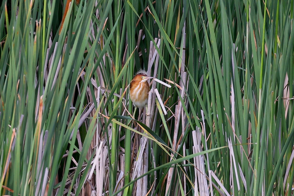 Least Bittern - ML354775291
