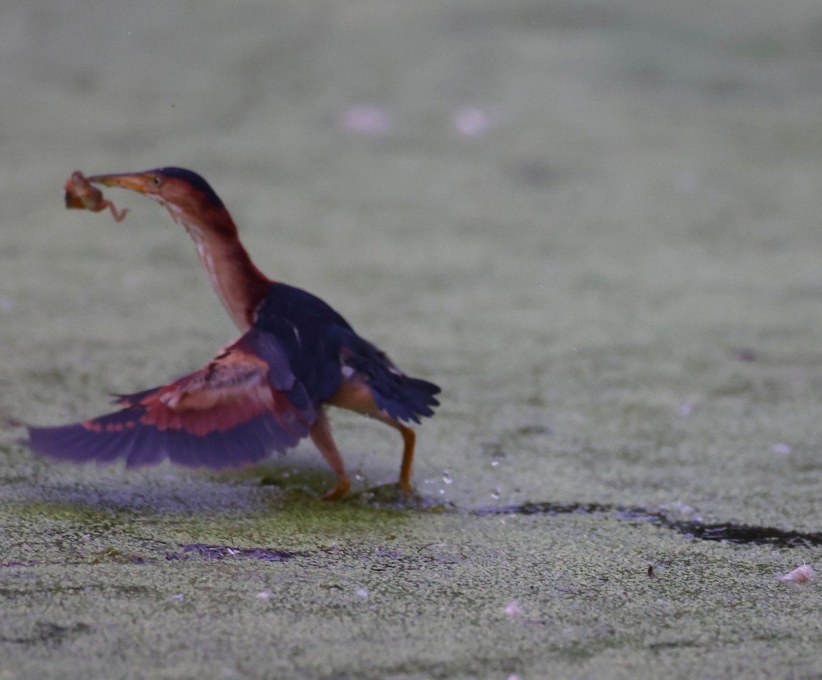 Least Bittern - ML354775331