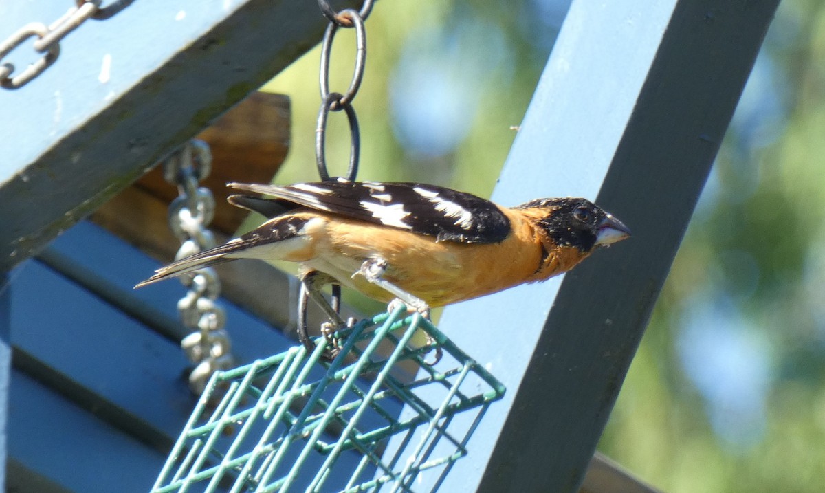 Black-headed Grosbeak - ML354777031